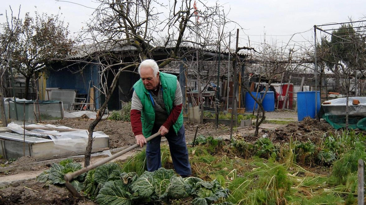 Varese, il Comune ha lanciato il nuovo bando che assegna gli appezzamenti. Destinatari i pensionati e chi si trova in situazione di difficoltà economica . Varese, il Comune ha lanciato il nuovo bando che assegna gli appezzamenti. Destinatari i pensionati e chi si trova in situazione di difficoltà economica .