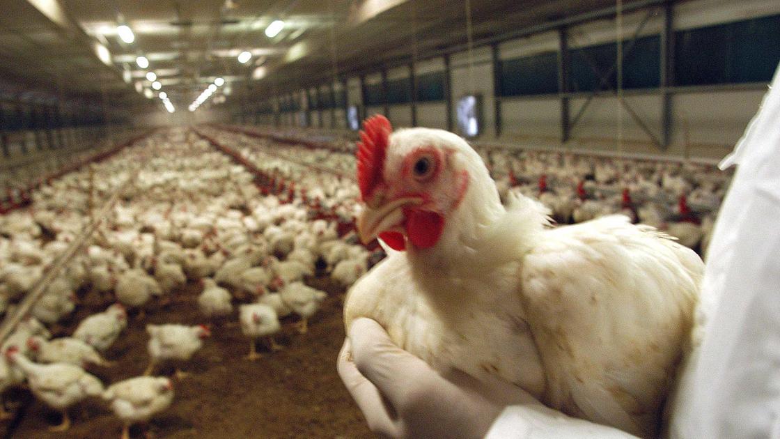 Allarme a Travacò Siccomario: Allevamento di Polli a Rischio Sanitario Vicino al Canile - Petizione Online in Crescita