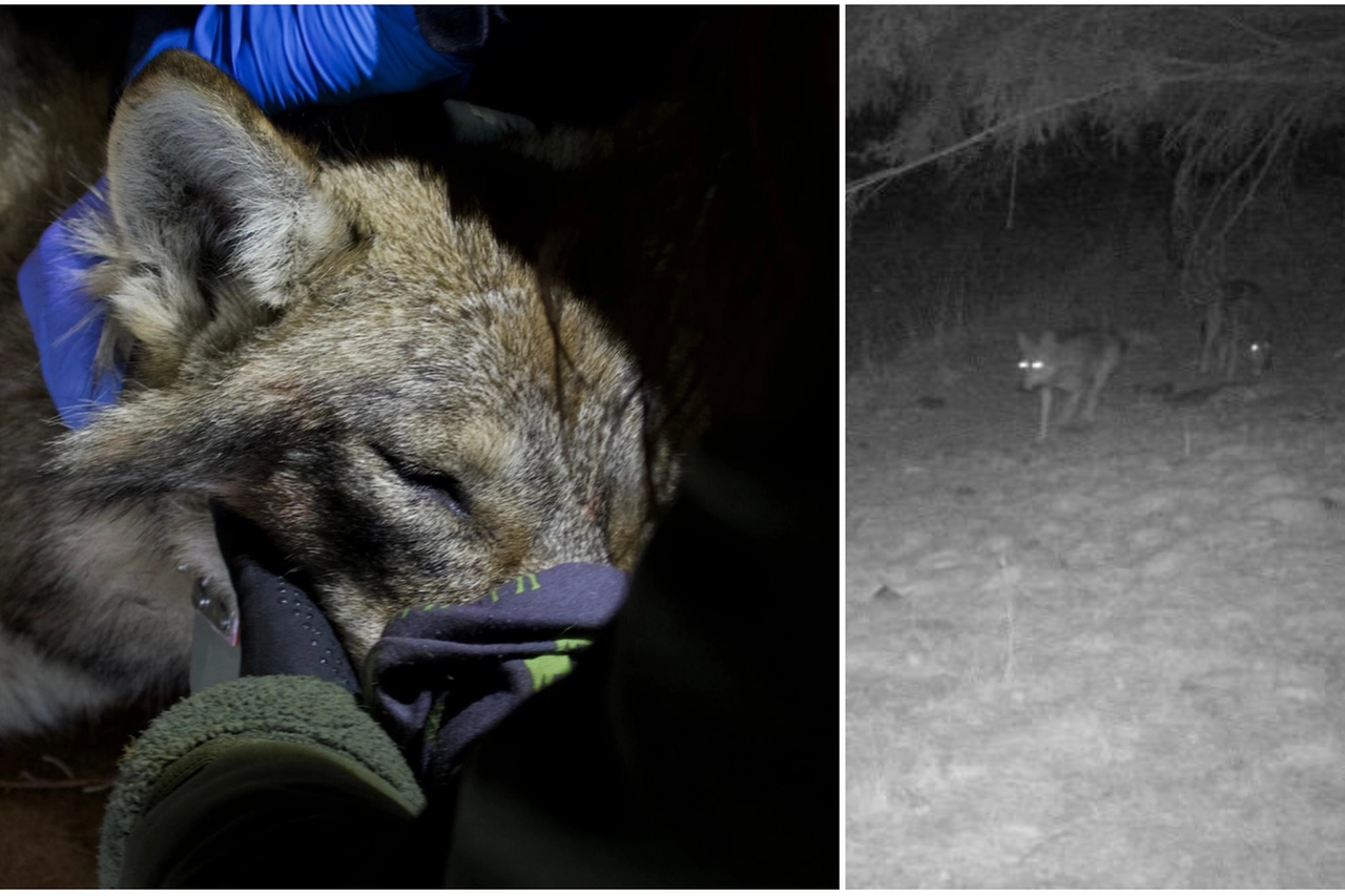 L'animale al momento della cattura in uno scatto concesso dal Parco dello Stelvio; a destra, il lupo immortalato dalla foto trappola