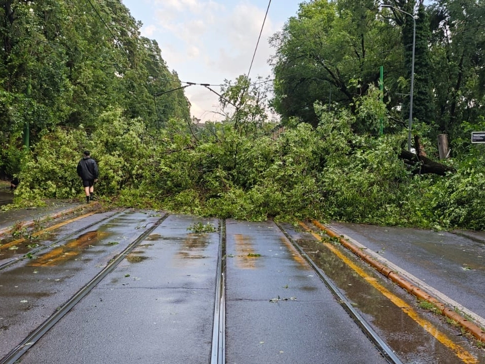 Almeno 15 alberi sono caduti in pochi minuti per la pioggia e le raffiche di vento