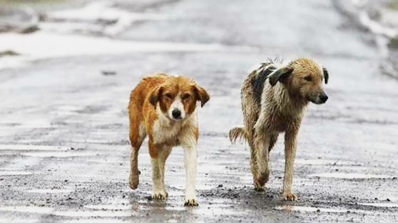 Cani maltrattati a Milano, da inizio anno il “Nucleo Tutela animali“ dei ghisa ha effettuato 46 interventi (foto generica)