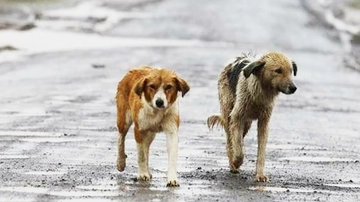 Animali maltrattati a Milano, da inizio anno 46 Sos: polpette avvelenate e accattoni tra i pericoli maggiori
