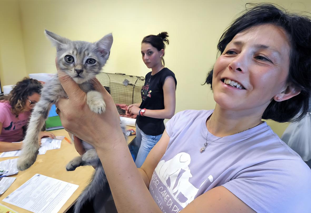 Abbandoni da record di gatti. Cucciolate senza controllo