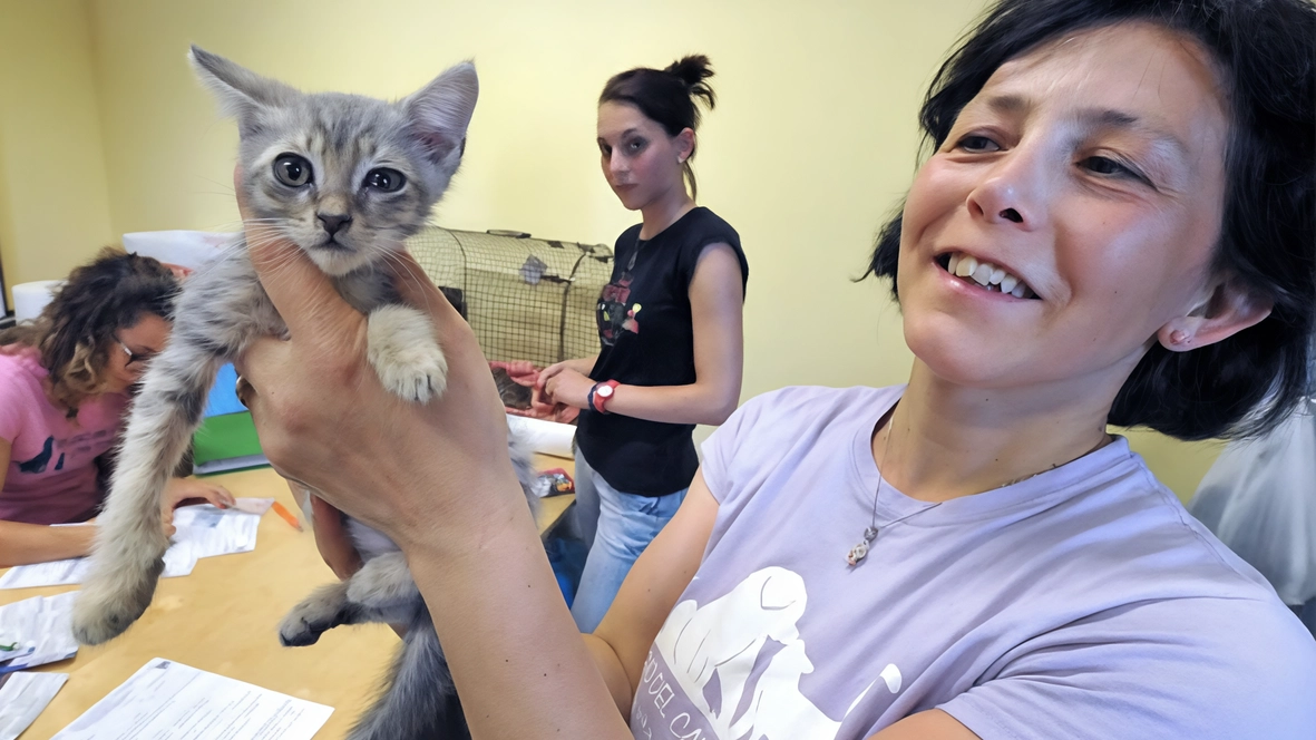 C’è un numero di gattini (110) al rifugio di via San Damiano senza precedenti