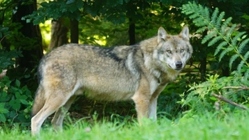 A tu per tu con il lupo sulle montagne lombarde. Animali uccisi o feriti: il 74% non era protetto da recinzioni o cani da guardia