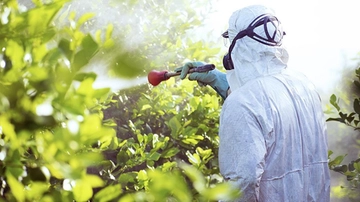 Cocciniglia, è guerra preventiva: trattamenti sulle piante di tutta Legnano (anche nei giardini privati)