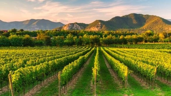 Festival di Primavera in Franciacorta: 50 cantine protagoniste nel segno dell’enogastronomia e della cultura