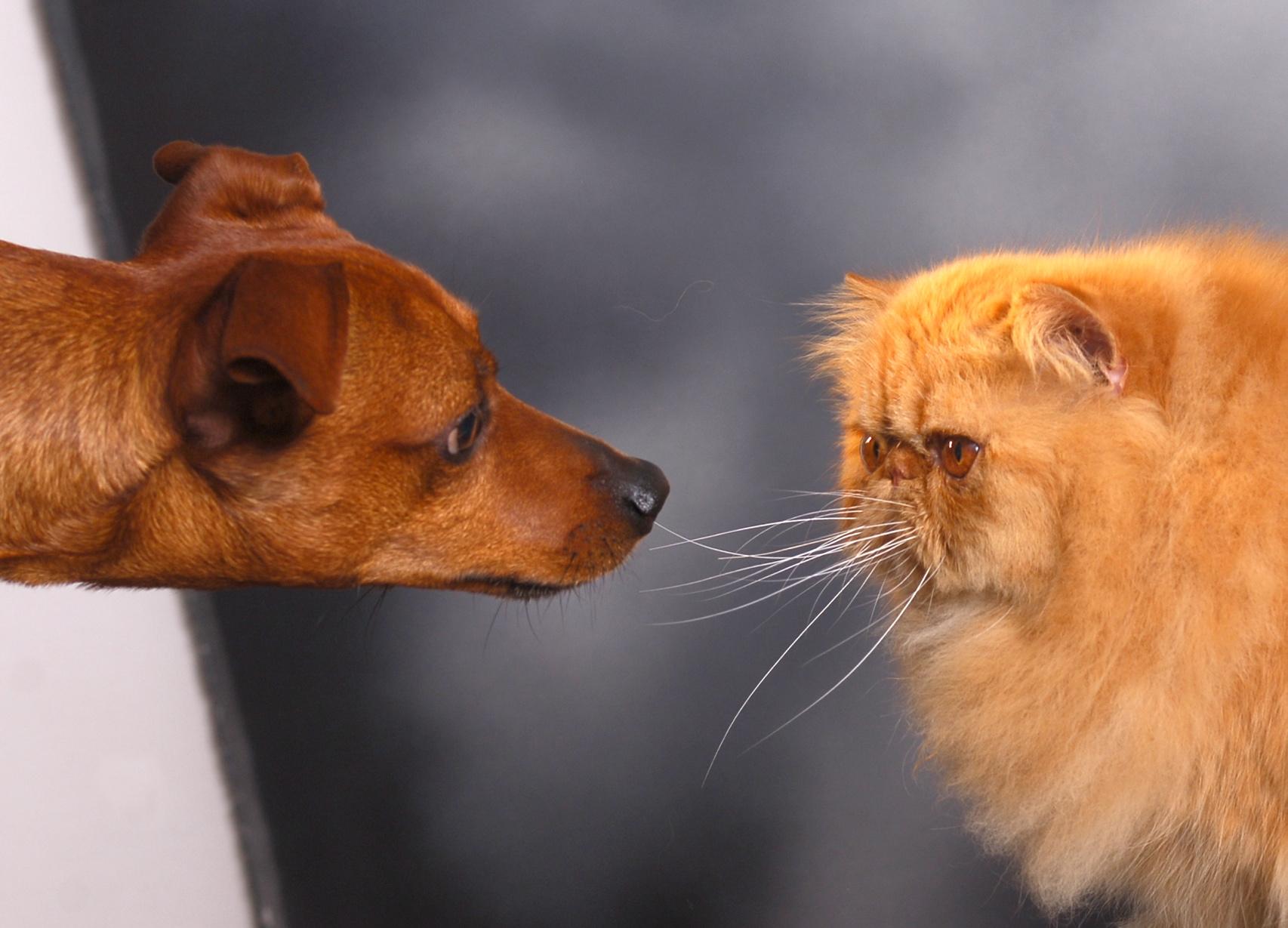 Lecco, le ceneri di cani e gatti sepolti nella stessa tomba dei loro padroni: ora si può Lecco, le ceneri di cani e gatti sepolti nella stessa tomba dei loro padroni: ora si può