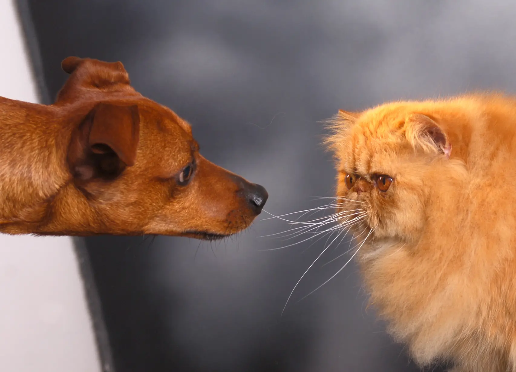 Lecco, le ceneri di cani e gatti sepolti nella stessa tomba dei loro padroni: ora si può
