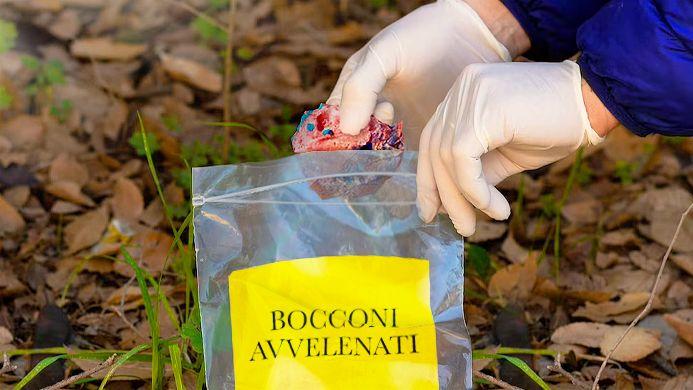 allarme bocconi avvelenati per cani carabinieri forestali bonificano un area in val camonica