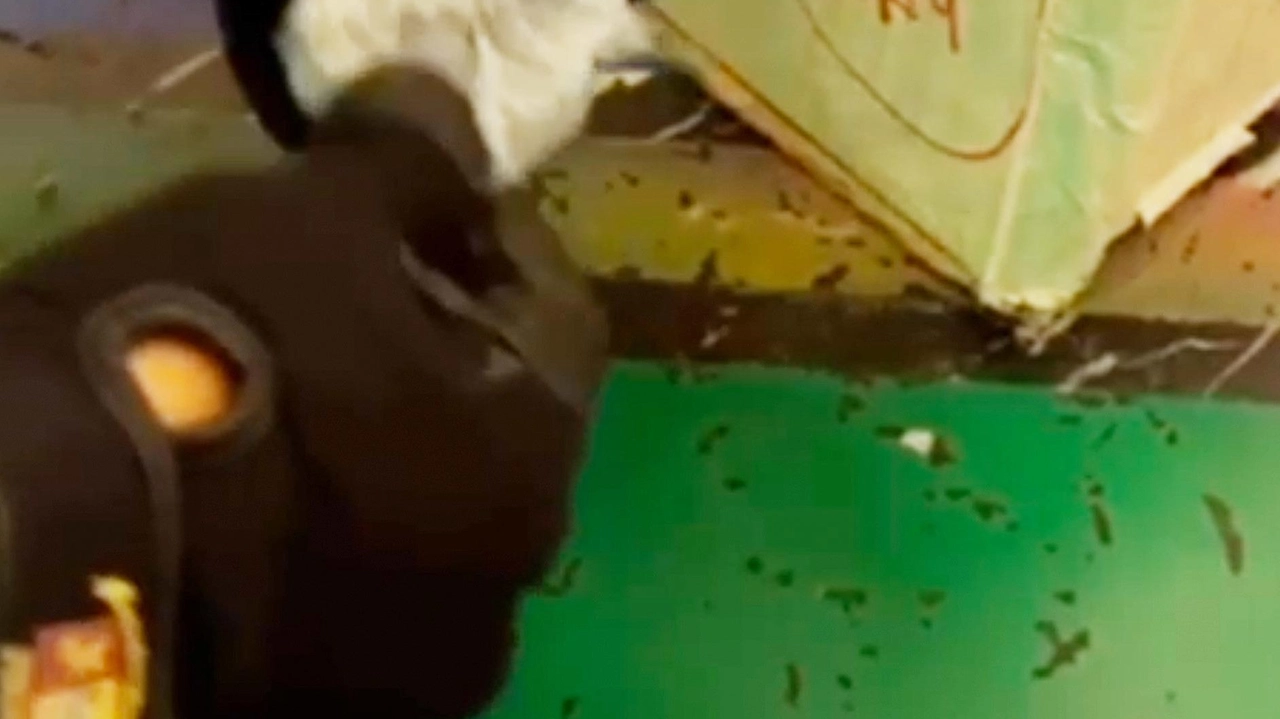 Como, la ventisettenne è accusata di spaccio. Denunciato anche il compagno Como, la ventisettenne è accusata di spaccio. Denunciato anche il compagno