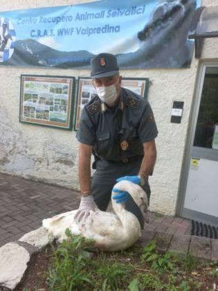 Moria di cigni sul Lago di Garda, troppi pericoli: “Non date cibo agli animali, è vietato per legge” Moria di cigni sul Lago di Garda, troppi pericoli: “Non date cibo agli animali, è vietato per legge”