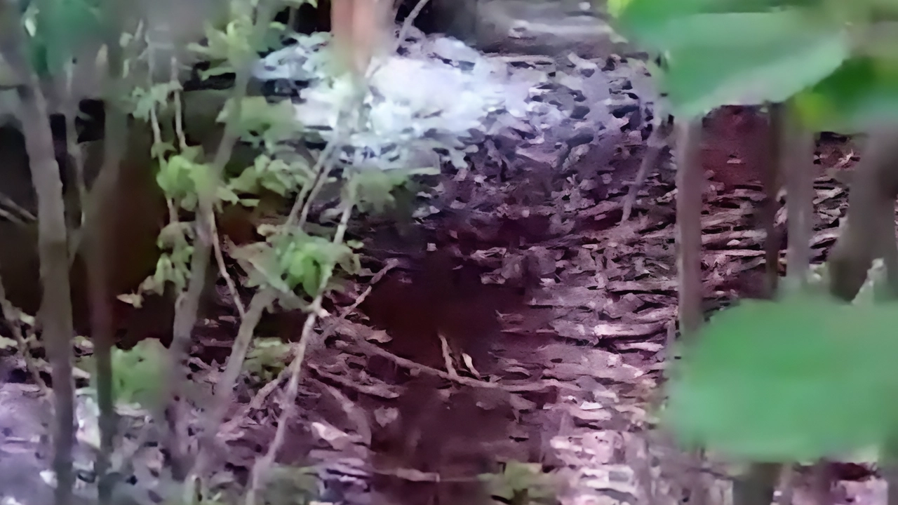 La schiuma bianca nel torrente La schiuma bianca nel torrente