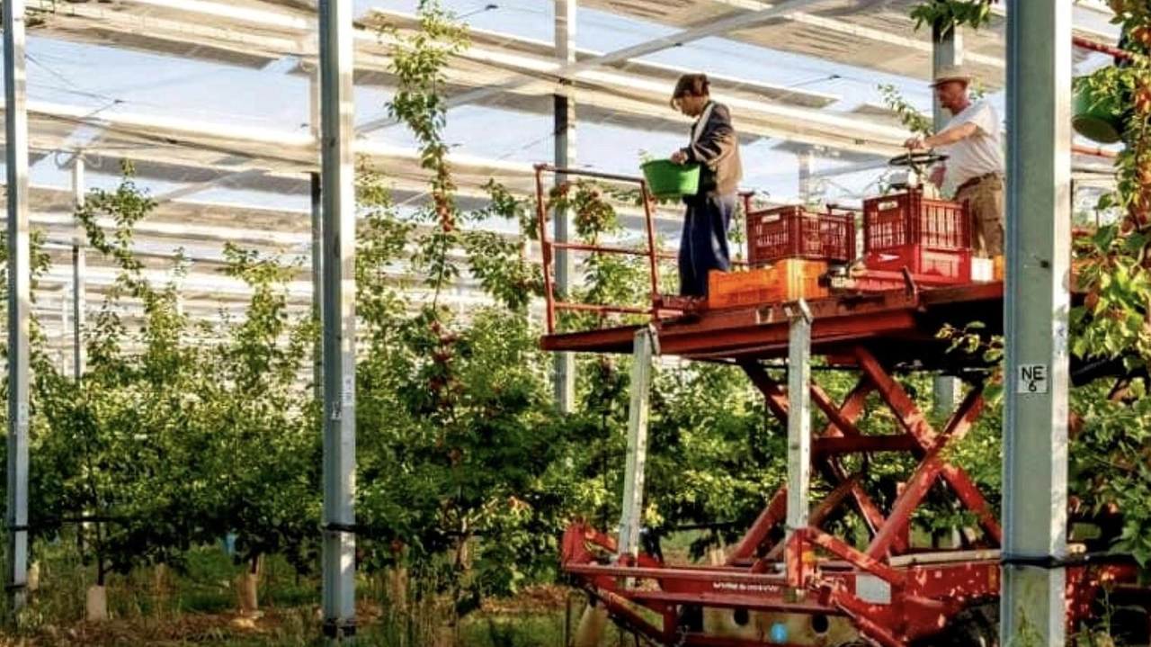 Un esempio di agrivoltaico dove la coltivazione avviene sotto i pannelli solari In questo modo lo stesso terreno è usato per l’agricoltura e la produzione di energia elettrica Un esempio di agrivoltaico dove la coltivazione avviene sotto i pannelli solari In questo modo lo stesso terreno è usato per l’agricoltura e la produzione di energia elettrica