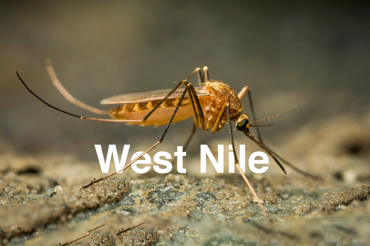A destra, una zanzara di tipo Culex pipiens: è la più comune in Europa e il principale vettore del virus West Nile