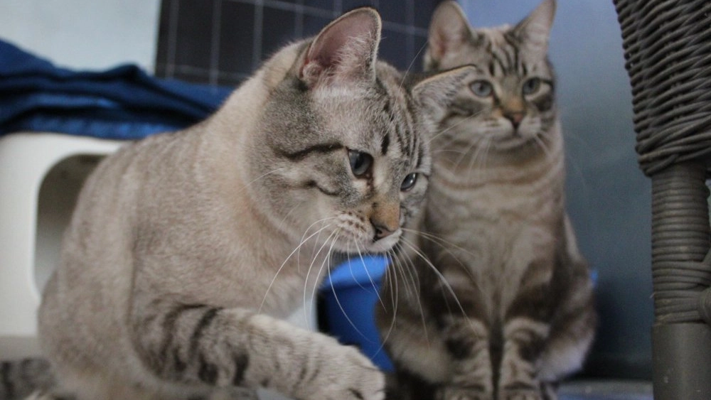 I gattini Alfa e Charlie I gattini Alfa e Charlie