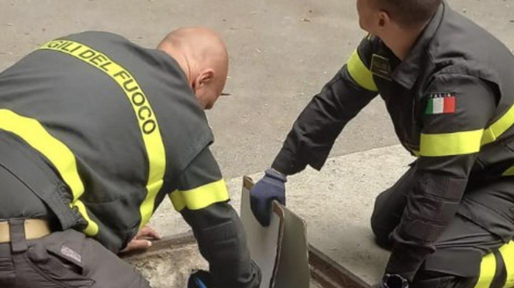 Messi in salvo dalle acque. In cura al rifugio dell’Enpa i 4 mici incastrati in un tubo Messi in salvo dalle acque. In cura al rifugio dell’Enpa i 4 mici incastrati in un tubo