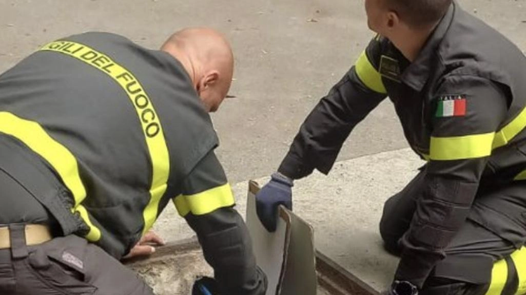 I 4 fratellini, 2 femmine e 2 maschi, erano rimasti bloccati in un tubo di scolo dell’acqua piovana all’ospedale I 4 fratellini, 2 femmine e 2 maschi, erano rimasti bloccati in un tubo di scolo dell’acqua piovana all’ospedale