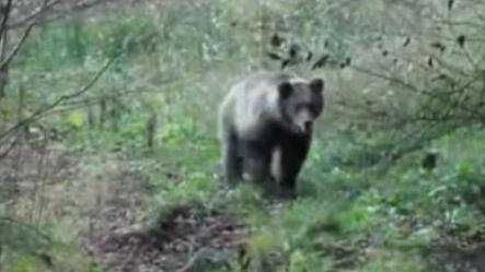 Aprica, avvistato l’orso M88: attivati i protocolli sicurezza