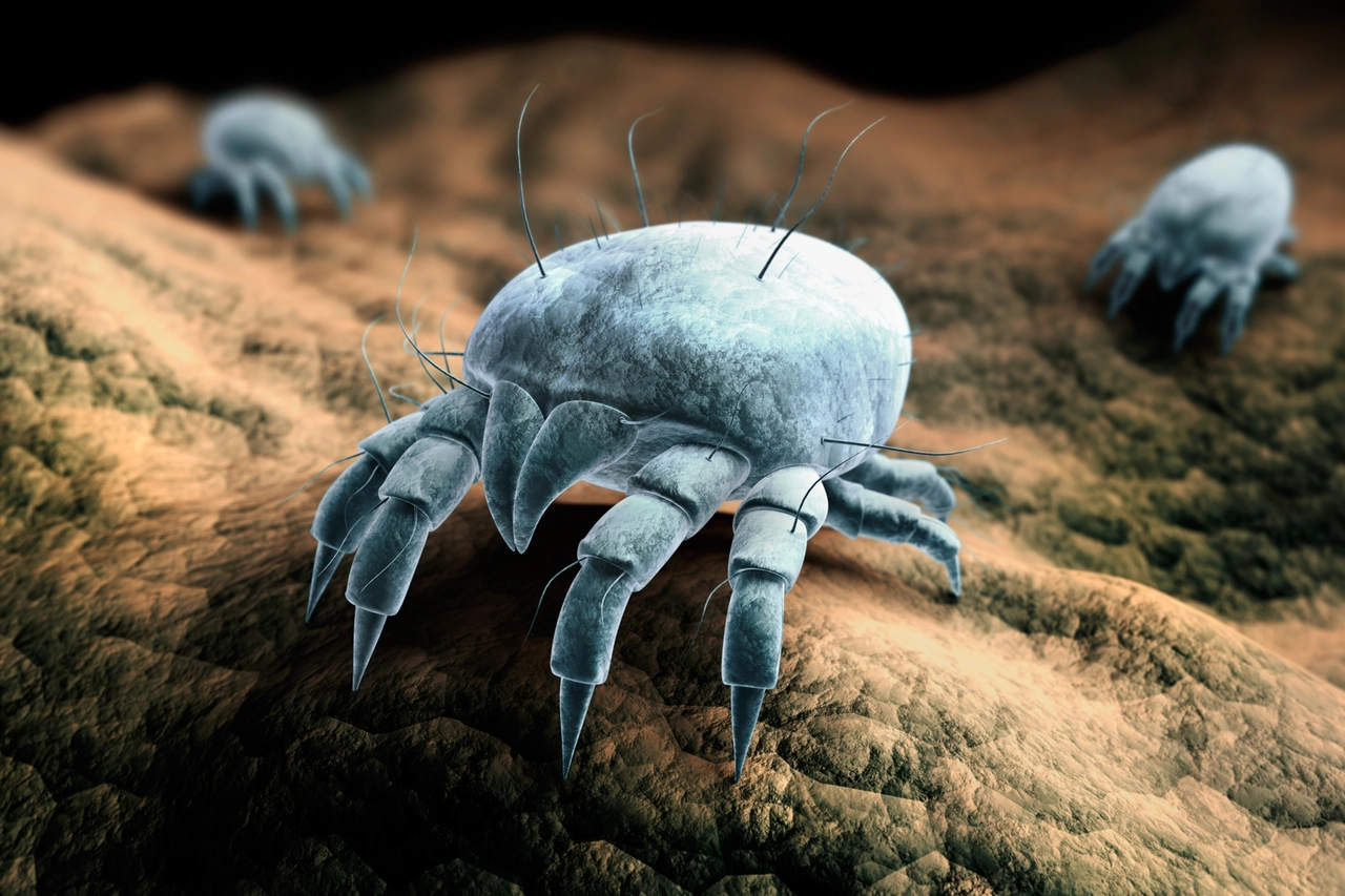 L'acaro della polvere è tra le cause più frequenti di allergie indoor