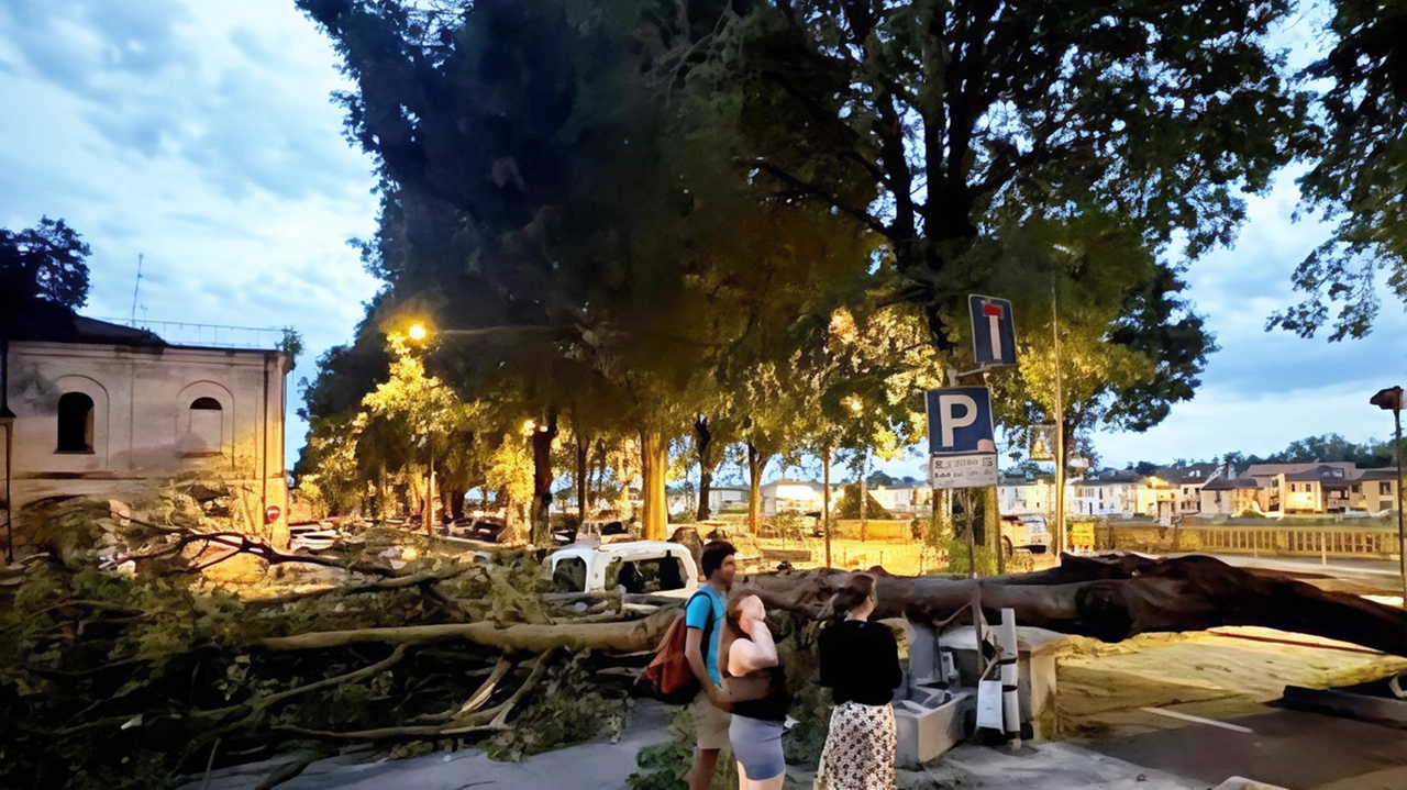 Il Celtis australis caduto in viale Lungoticino Sforza a Pavia danneggiando alcune auto