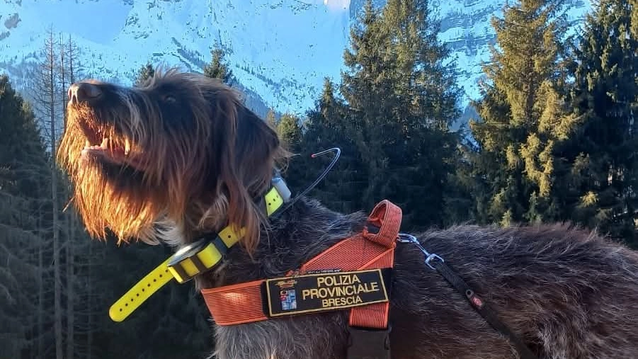 Il cane Sole