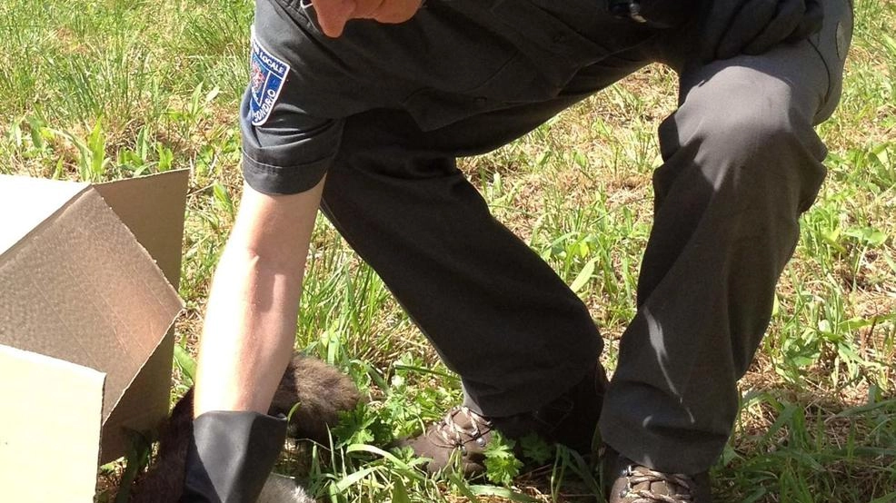 Un uomo della Polizia provinciale con una volpe Nei giorni scorsi un esemplare era a pochi metri dal nosocomio cittadino sul marciapiede Un uomo della Polizia provinciale con una volpe Nei giorni scorsi un esemplare era a pochi metri dal nosocomio cittadino sul marciapiede