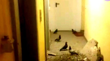 Brescia, controsoffitto crollato in ascensore: tutta colpa del guano dei piccioni