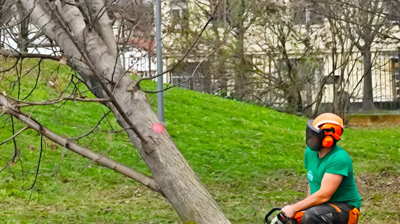 Alberi rimossi e ora sostituiti, il Comune di Treviolo contro l’insetto Alberi rimossi e ora sostituiti, il Comune di Treviolo contro l’insetto
