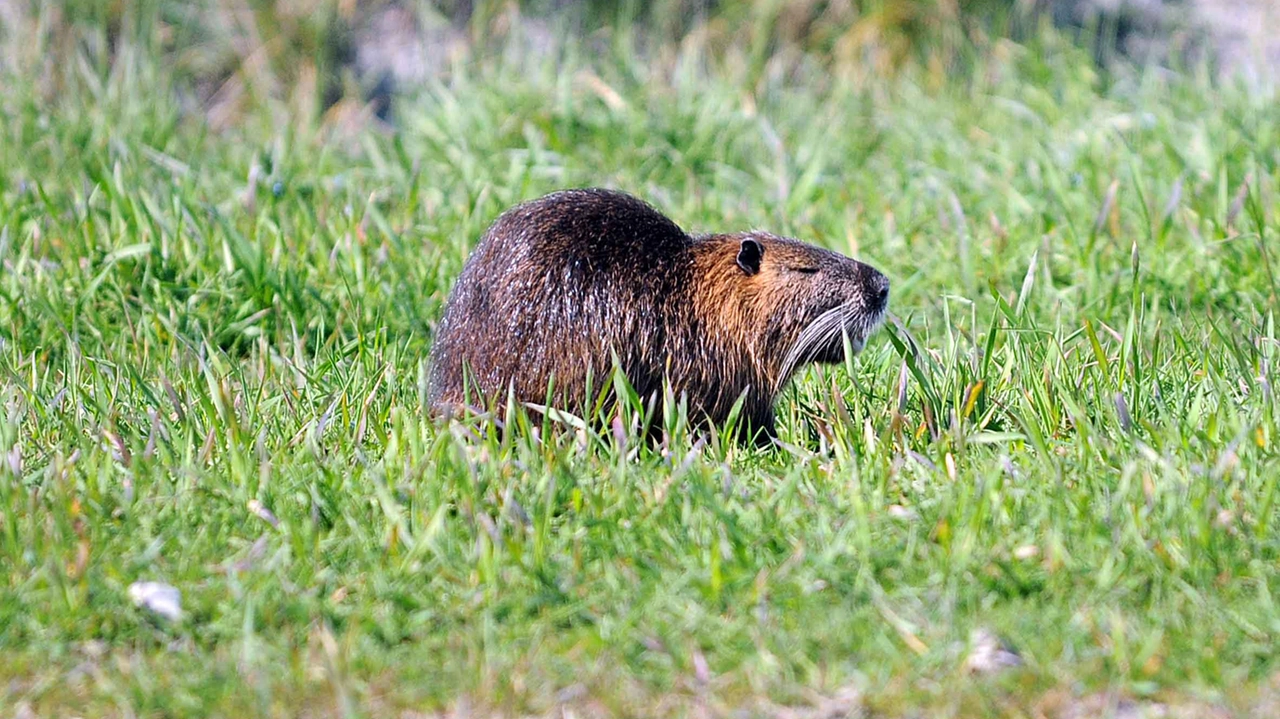 Una nutria Una nutria
