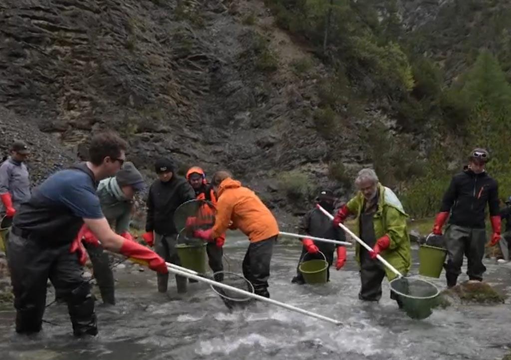 Livigno, 12mila trote ‘prendono il volo’ dal torrente Spöl: al via la bonifica delle acque inquinate