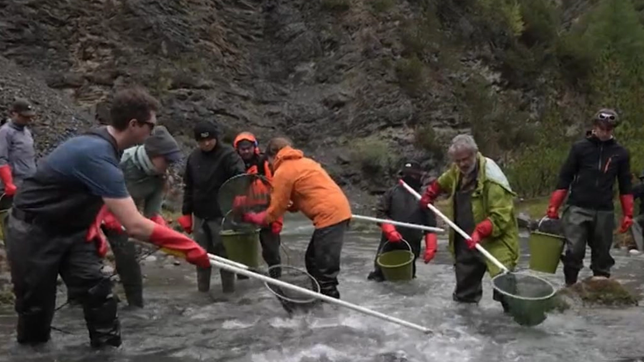 Livigno, spostate le trote dal torrente Spol (Foto ANSA/ANP)