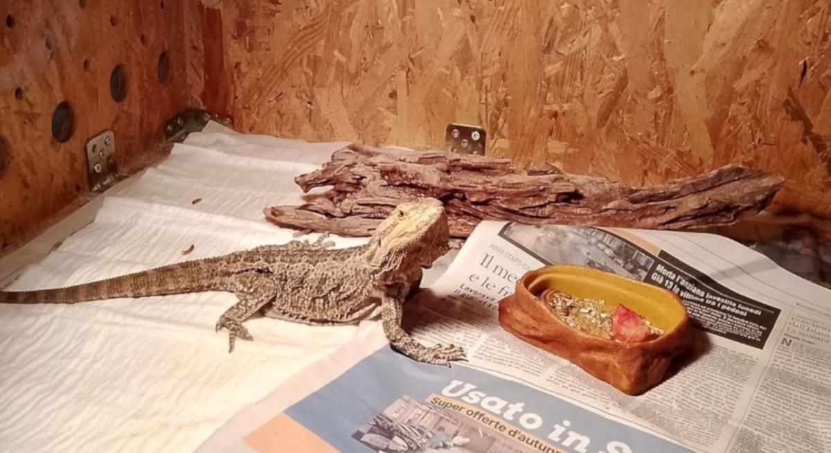 merate l adozione dopo l abbandono il draghetto barbuto gris249 ha una nuova casa