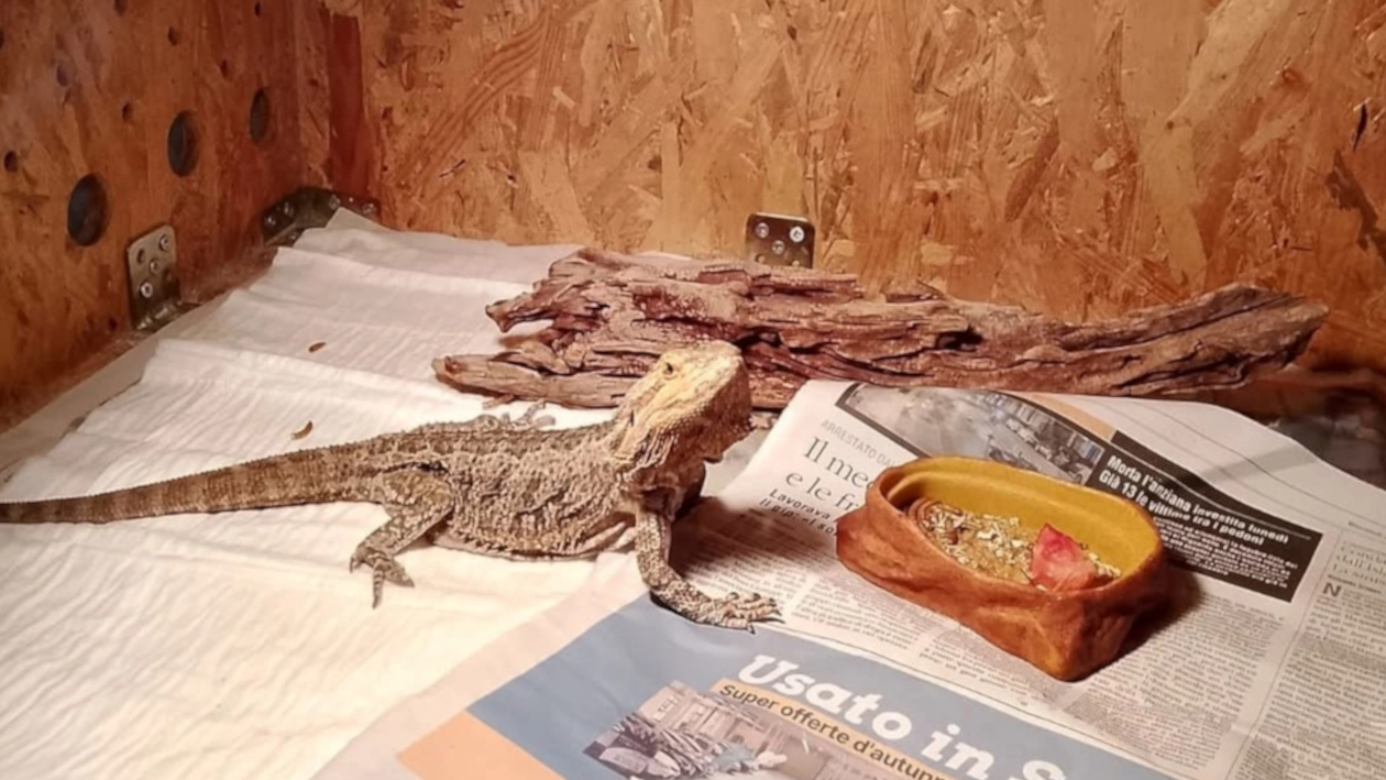 Grisù, il piccolo drago barbuto