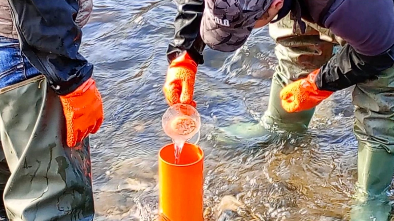 Dopo la fecondazione le uova sono state portate nell’incubatoio e dopo 40 giorni immesse nel lago Dopo la fecondazione le uova sono state portate nell’incubatoio e dopo 40 giorni immesse nel lago