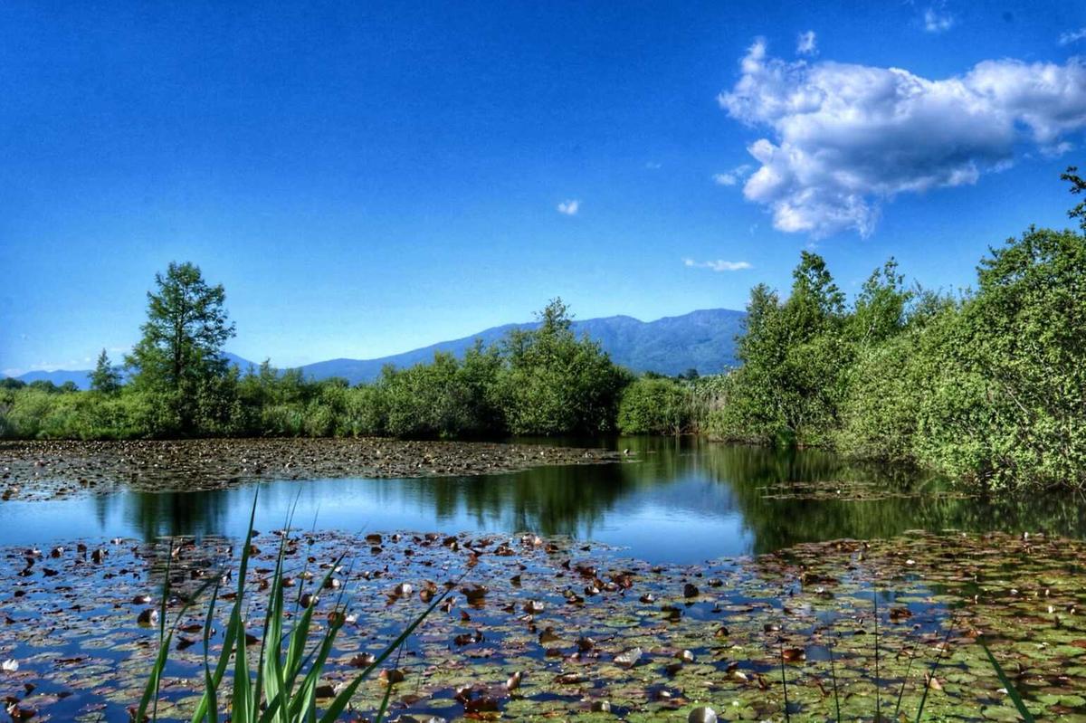 La magia dell’oasi Brabbia si svela domenica 7 settembre: birdwatching fra libellule, picchi e aironi, uno ...