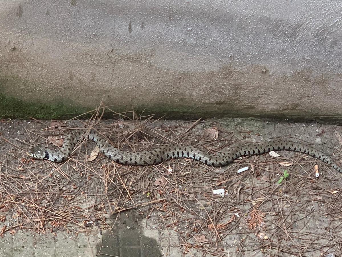 turista milanese morso da una vipera mentre va a funghiin valtellina