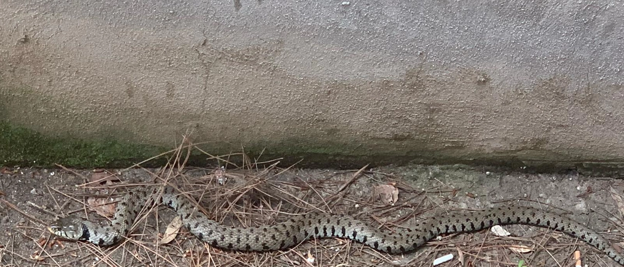 Turista milanese morso da una vipera mentre va a funghiin Valtellina