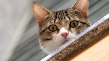 Oggi è la Festa del gatto: perché è il 17 febbraio? Storia, significato e gli eventi da non perdere a Milano