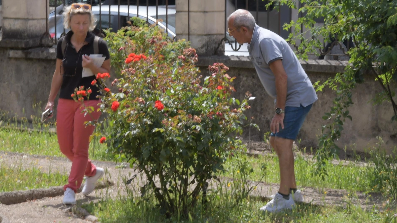 Domani riapre al pubblico l’Orto botanico. L’occasione è la 30esima edizione della Festa del roseto, tradizionale rassegna dedicata alle oltre... Domani riapre al pubblico l’Orto botanico. L’occasione è la 30esima edizione della Festa del roseto, tradizionale rassegna dedicata alle oltre...
