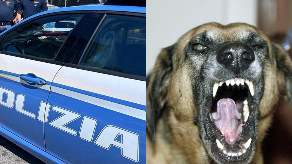 Il pastore tedesco dell'uomo è stato aizzato contro gli agenti Il pastore tedesco dell'uomo è stato aizzato contro gli agenti