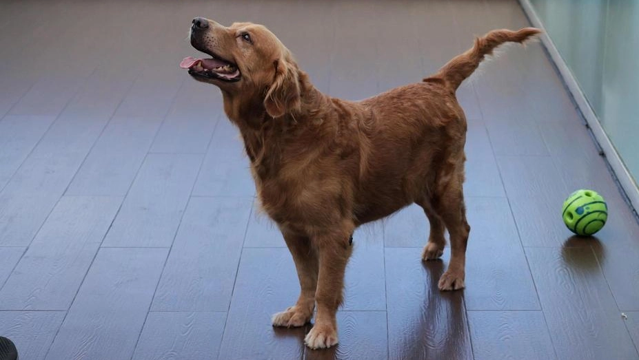 Un golde retriever, animale abituato a stare con le persone la cui indole notoriamente non è aggressiva