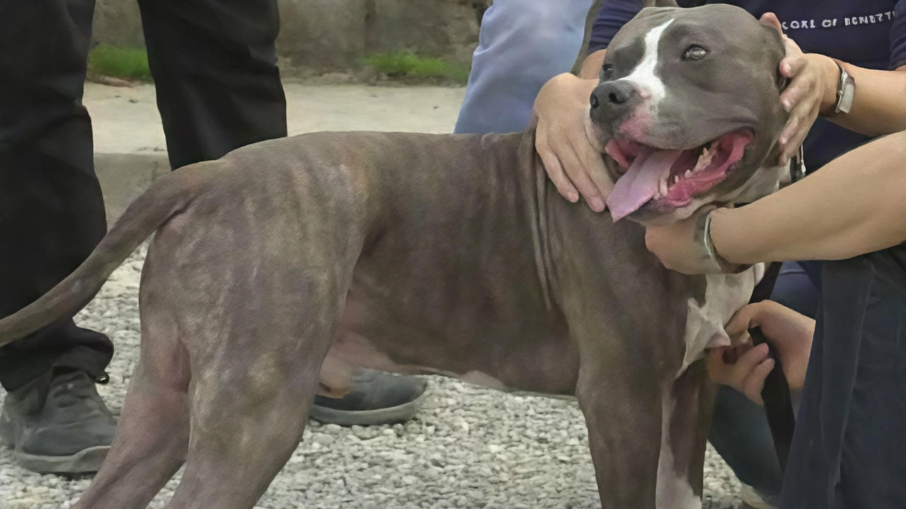 I pitbull sono più volti finiti al centro di fatti di cronaca. Ma basta educarli I pitbull sono più volti finiti al centro di fatti di cronaca. Ma basta educarli