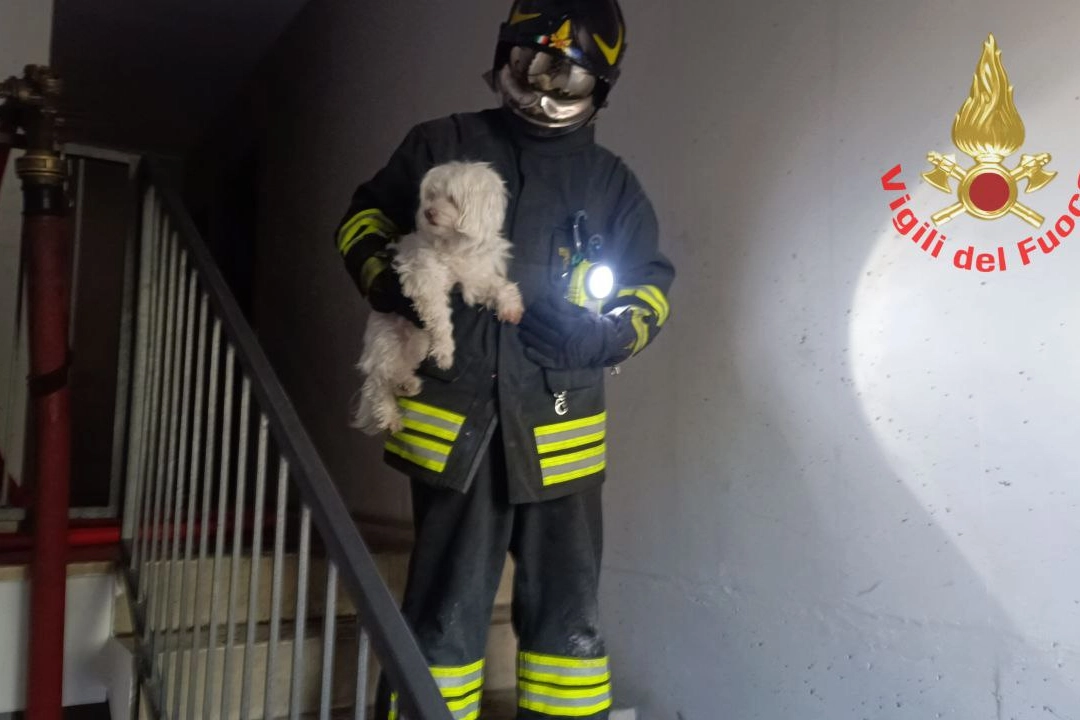 I vigili del fuoco non si sono dimenticati degli animali domestici presenti nella palazzina