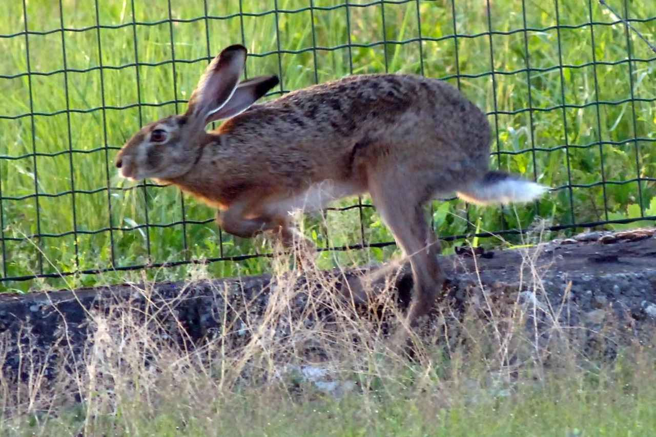 In difesa dei conigli selvatici si sono subito mossi gli animalisti
