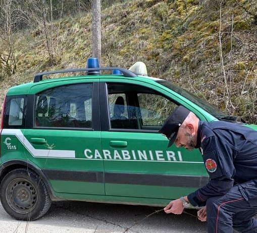 Nella fattoria esotica di Bellagio testuggini e pappagalli tutelati e mai denunciati: scatta il sequestro dei carabinieri forestali Nella fattoria esotica di Bellagio testuggini e pappagalli tutelati e mai denunciati: scatta il sequestro dei carabinieri forestali