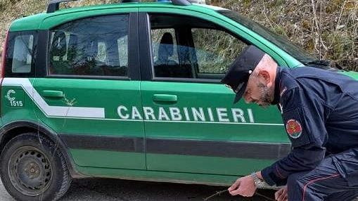 I tre esemplari sono stati sequestrati dai carabinieri forestali di Asso e dal Nucleo Cites di Ponte Chiasso che hanno svolto un accertamento I tre esemplari sono stati sequestrati dai carabinieri forestali di Asso e dal Nucleo Cites di Ponte Chiasso che hanno svolto un accertamento