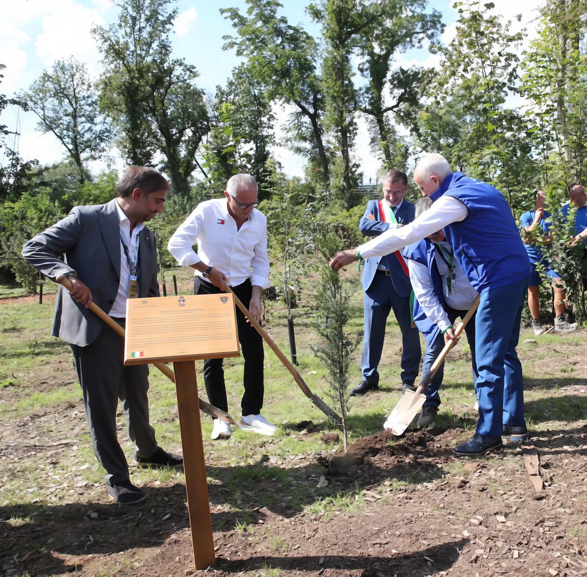 Un albero a pilota. In pista il cipresso di San Francesco