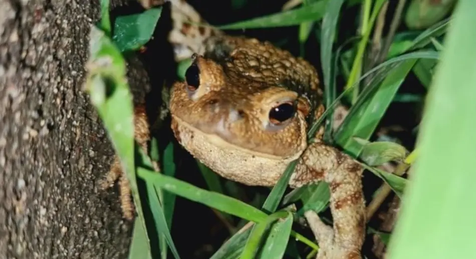 Chi sono gli angeli custodi dei rospi bufo bufo: hanno aiutato 30mila esemplari a raggiungere il lago (per riprodursi)