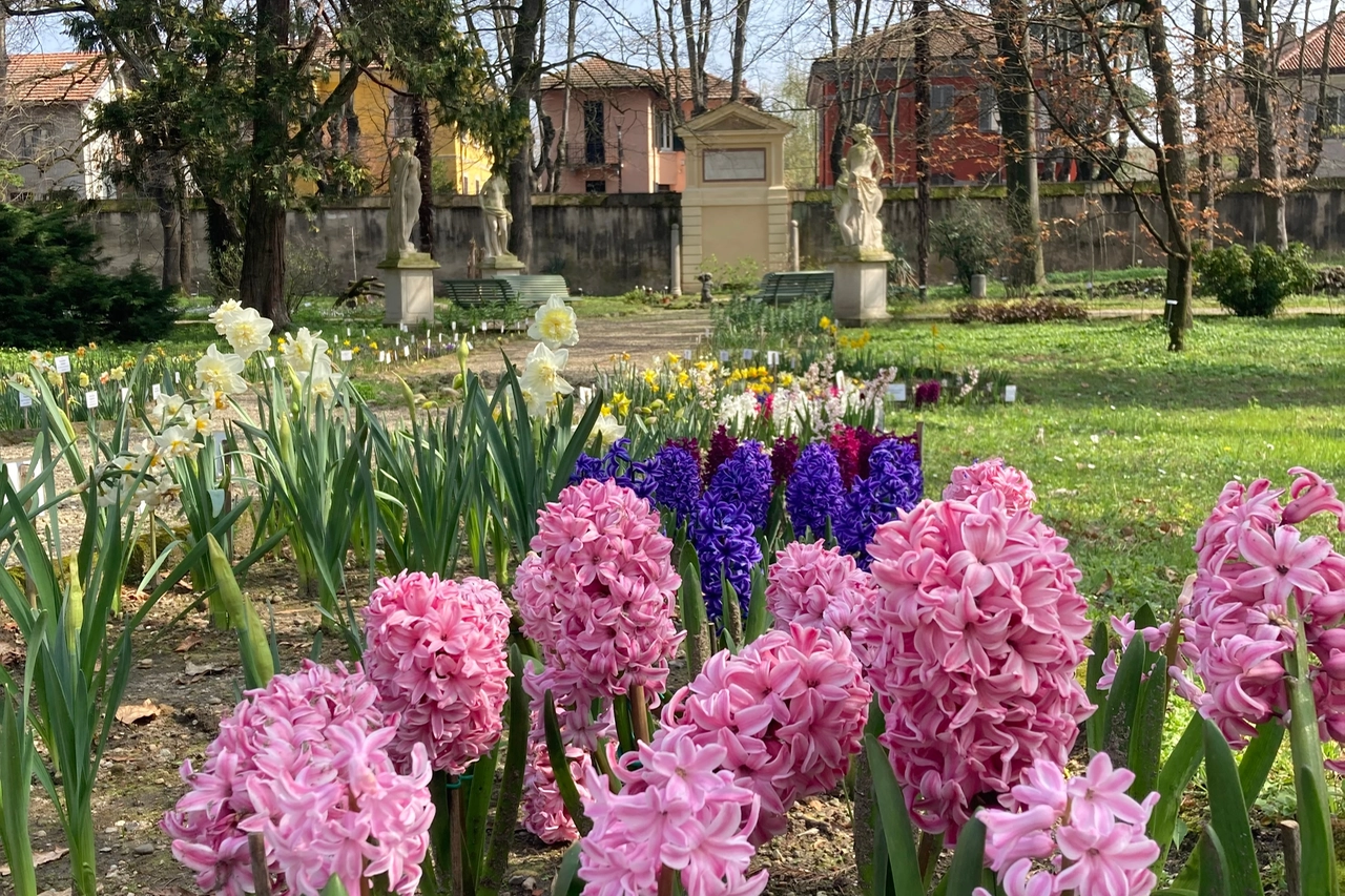 Bulbose, Orto Botanico di Pavia